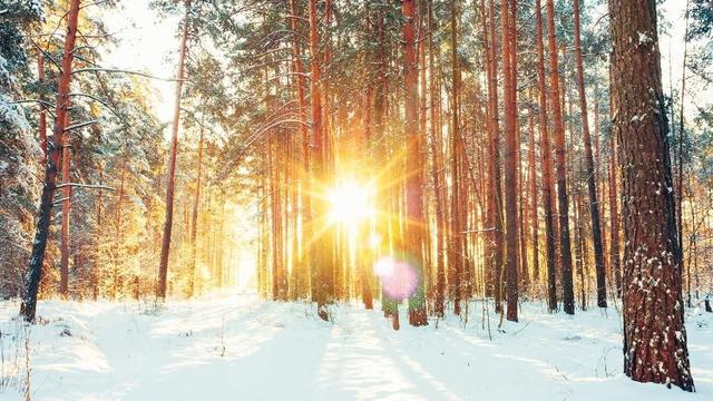 A wooded area with snow on the ground and the sun shining between trees